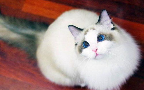 18只布偶貓的豪華食堂 壯觀就餐場面引網友直呼“家里有礦”