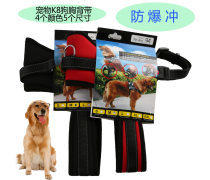 金色品質，寵愛無價 探索高端寵物用品世界